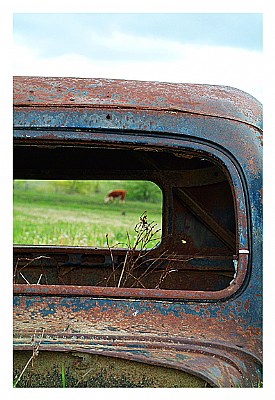 Cattle through old car window
