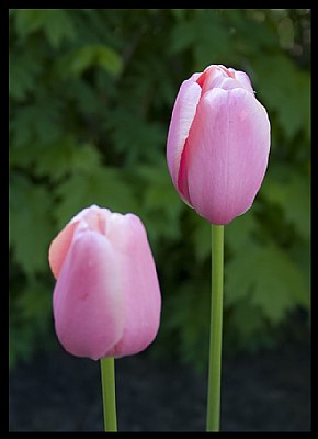 Pink Tulip