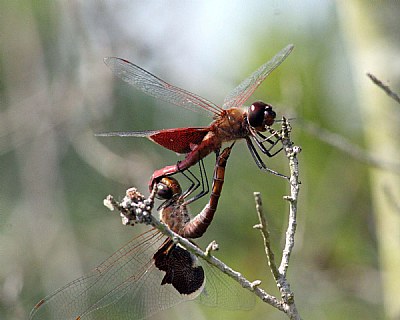 Mating Dragons