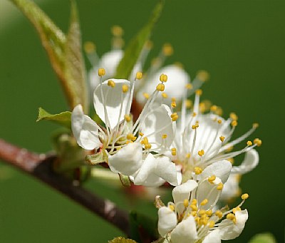 Plum Blossoms