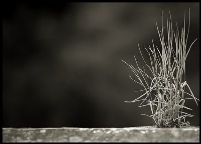 Herbe sur la paroi