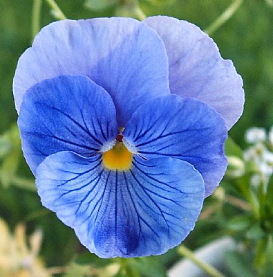 Blue Blood Pansy