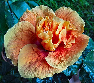 Another Double Hibiscus Bloom