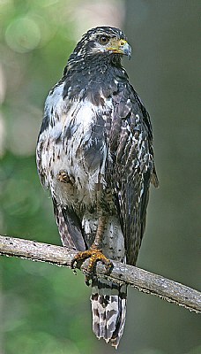 Common Black- Hawk