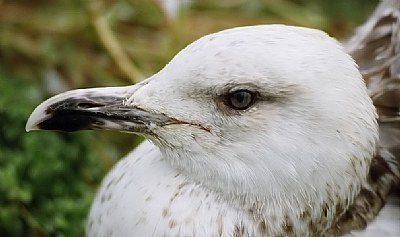 Mart&#305; -- Sea Gull (3)