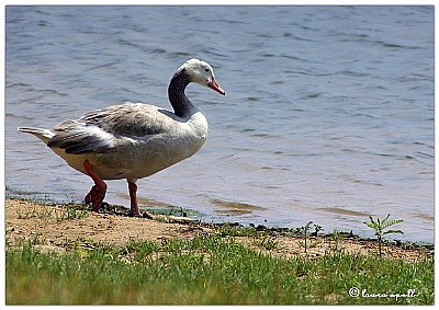 going for a swim?