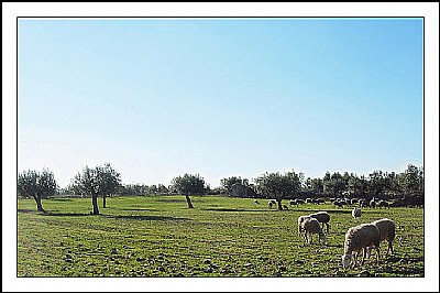 The Pasture