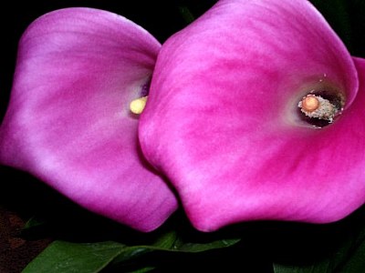 purple lilies