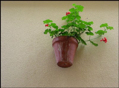 cadiz flower pot