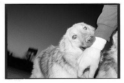 dog bite