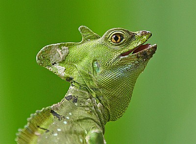 Green Basilisk