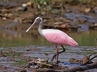 Roseate Spoonbill