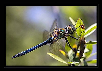 Dragonfly (Yusufcuk)