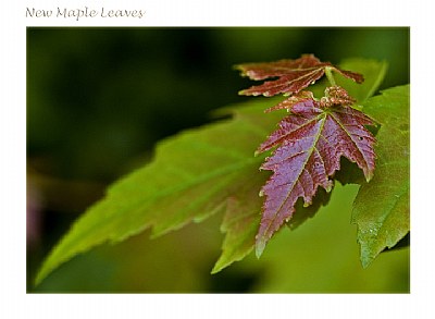 New Maple Leaves