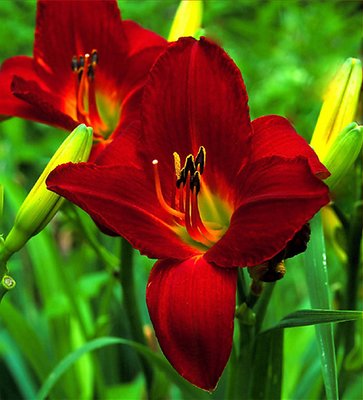 DAY LILY