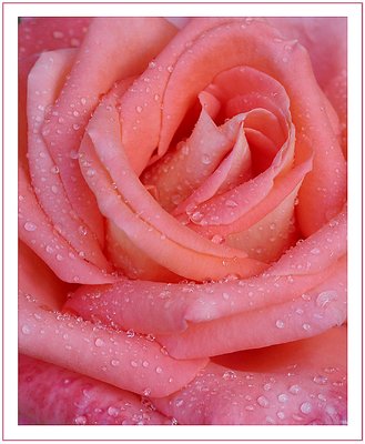 Wet rose...