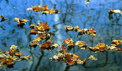 Leaves in Water