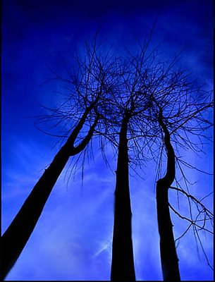 Three Barren Trees