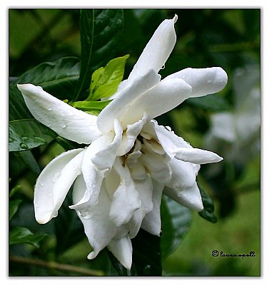 Gardenia