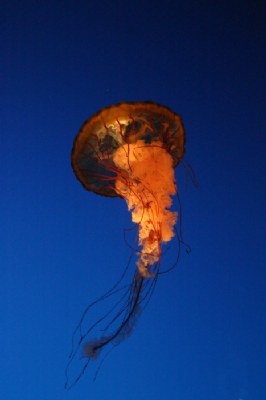 Jelly Fish