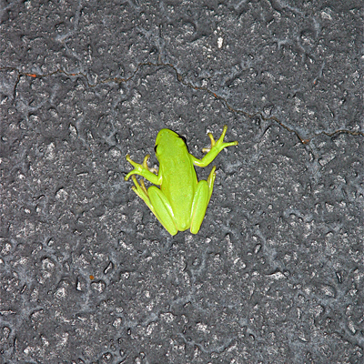 frog and asphalt