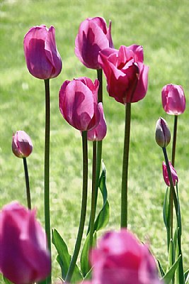 Niagara tulips