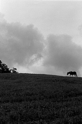 .un caballo...