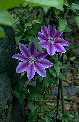clematis