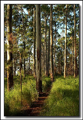 A Walk in the Forest.