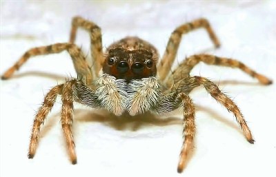 Jumping Spider