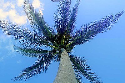 Tall Palm