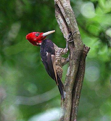 Pale-billed Woodpecker