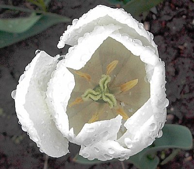 white tulip