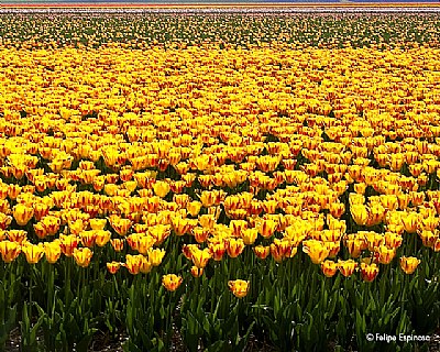 Tulips...
