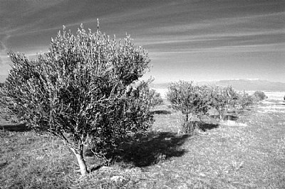 Olive Trees