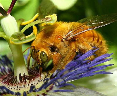 Male Carpenter Bee