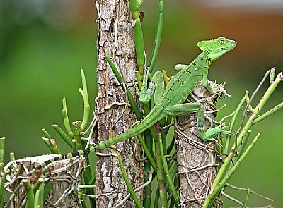 Green Basiliscus