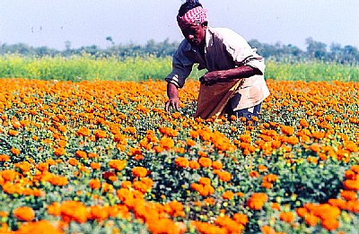 Flower Bed