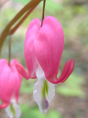 Mid Drip, bleeding heart