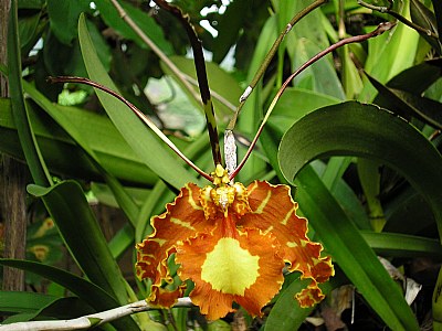 Orquidea flor Nacional