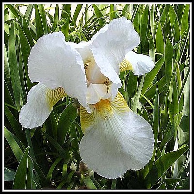 White Iris