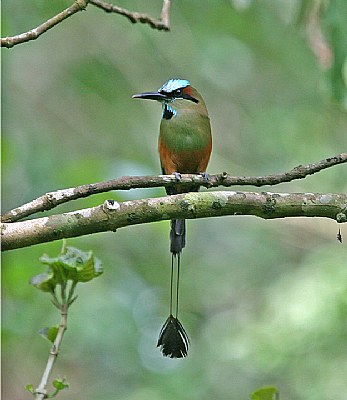 Turquoise-browned Motmot
