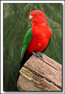 Australian King Parrot.