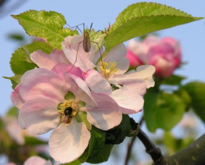 Apple Blossom