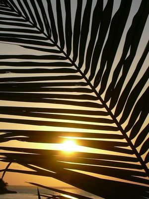 palm frawn sunset