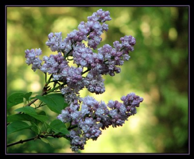 Lilacs in the Morning