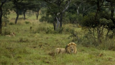 The King (Safari #17)