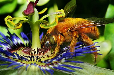 Male Carpenter Bee