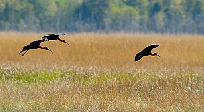 Glossy Ibis