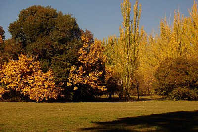 Autumnal Colors
